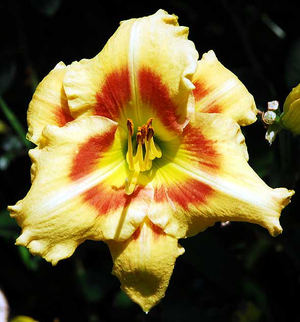 Daylily