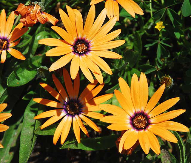 Shasta Daisy