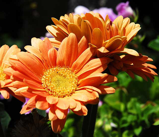 Shasta Daisy