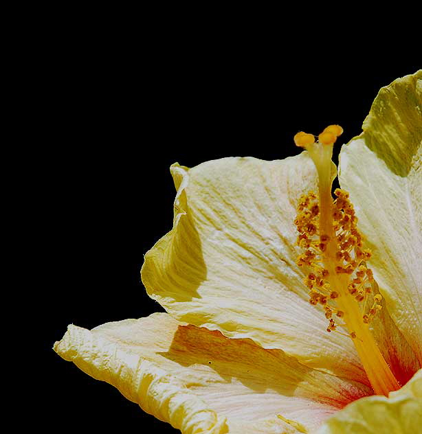 Giant Yellow Hibiscus