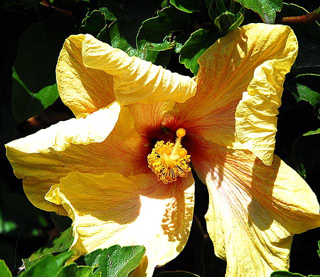 Giant Yellow Hibiscus