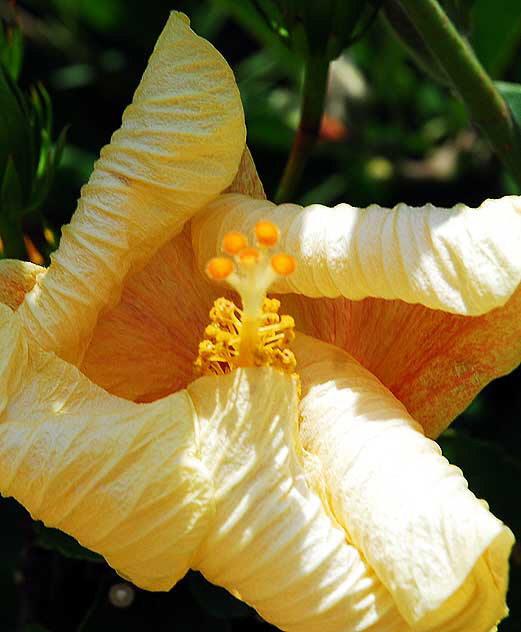 Giant Yellow Hibiscus