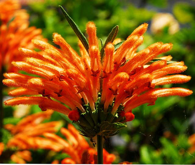 Orange Compound Blossom
