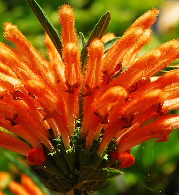 Orange Compound Blossom
