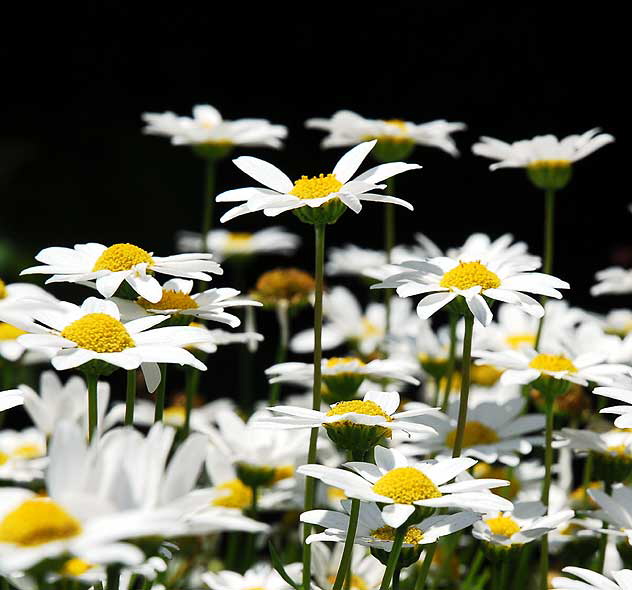 Shasta Daisy