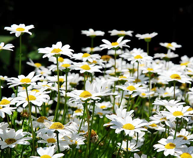 Shasta Daisy