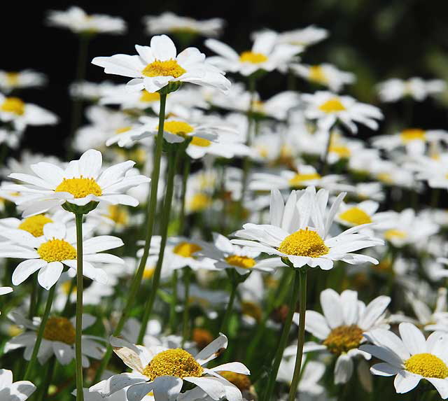 Shasta Daisy