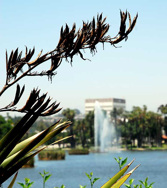 Echo Park Lake