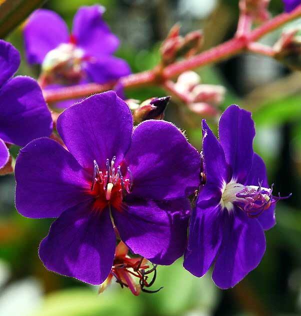 Purple Blooms