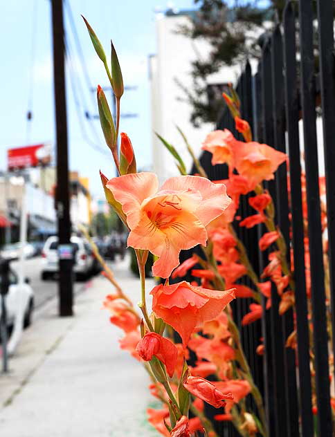 Orange-colored blooms and iron fence, Hollywood