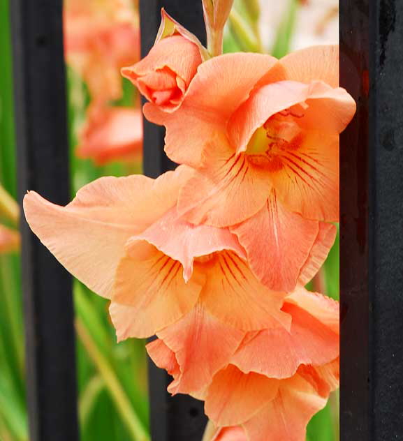 Orange-colored blooms and iron fence, Hollywood