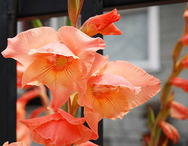 Orange-colored blooms and iron fence, Hollywood