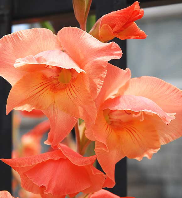 Orange-colored blooms and iron fence, Hollywood