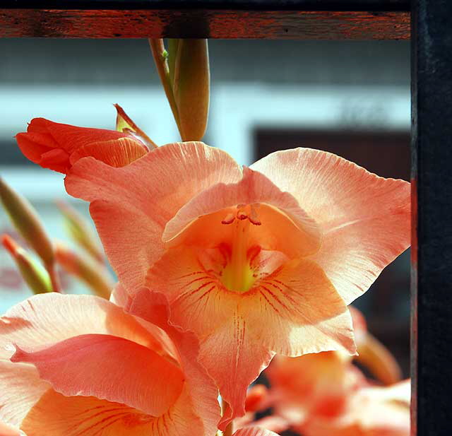 Orange-colored blooms and iron fence, Hollywood