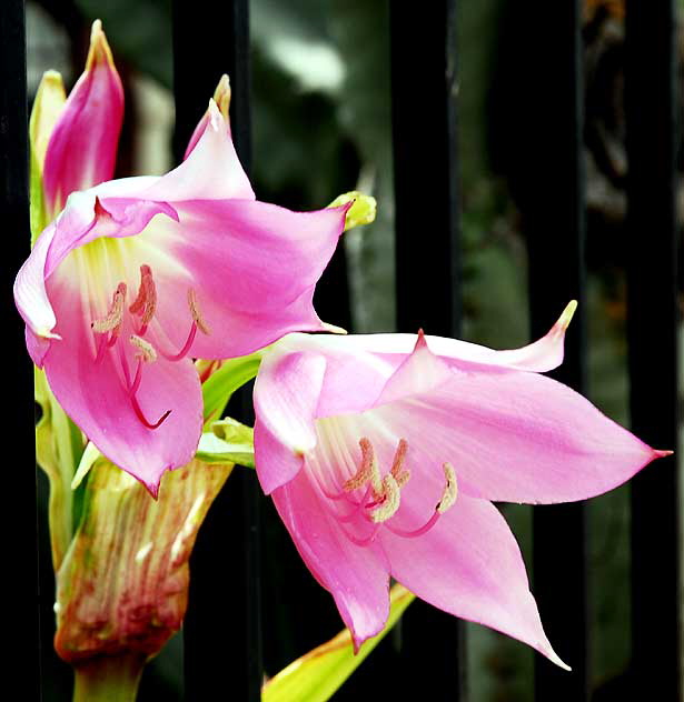 Lavender-colored blooms and iron fence, Hollywood