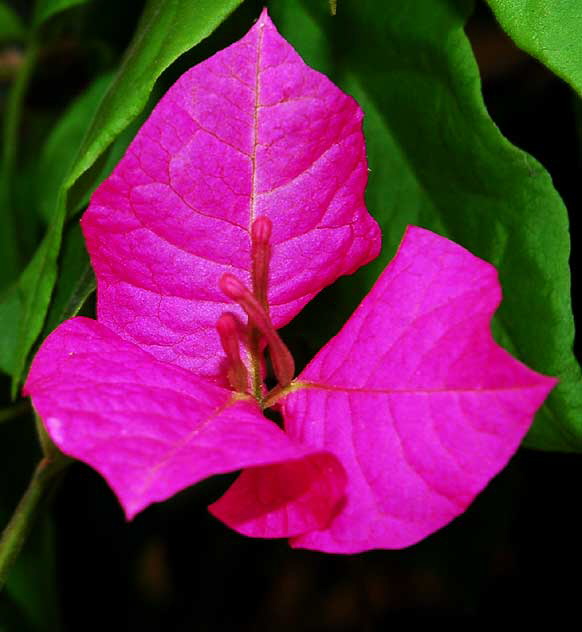 Nerium oleander, of the dogbane family Apocynaceae, and the only species currently classified in the genus Nerium 