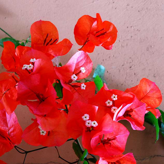 Nerium oleander, of the dogbane family Apocynaceae, and the only species currently classified in the genus Nerium 