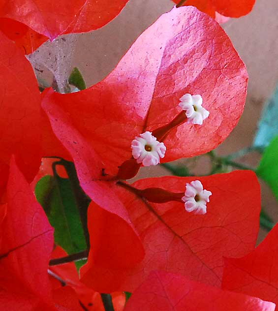 Nerium oleander, of the dogbane family Apocynaceae, and the only species currently classified in the genus Nerium 