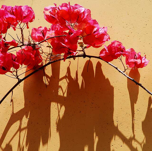 Nerium oleander, of the dogbane family Apocynaceae, and the only species currently classified in the genus Nerium 