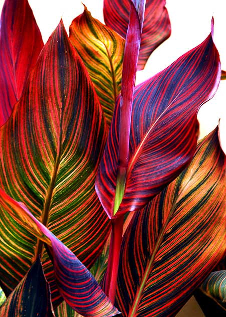 Canna Lily