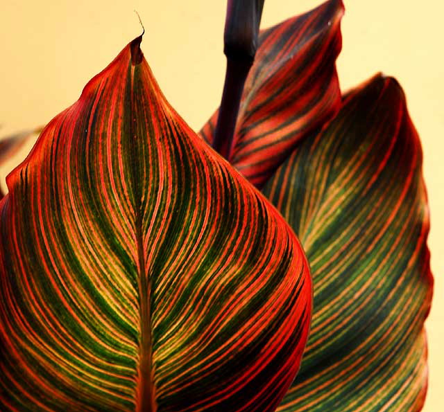 Canna Lily