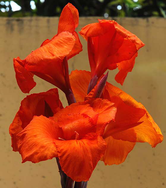 Canna Lily