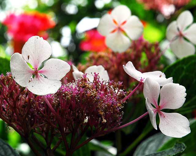 Compound White Blossom 