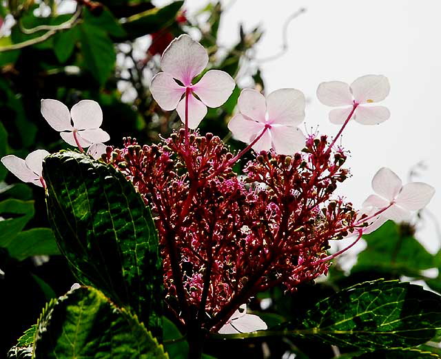 Compound White Blossom 