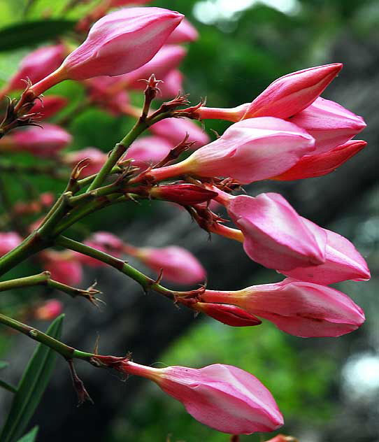 Nerium oleander, of the dogbane family Apocynaceae, and the only species currently classified in the genus Nerium 