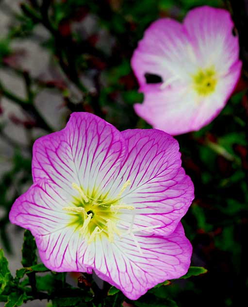 Pink blossoms, sidewalk in Beverly Hills