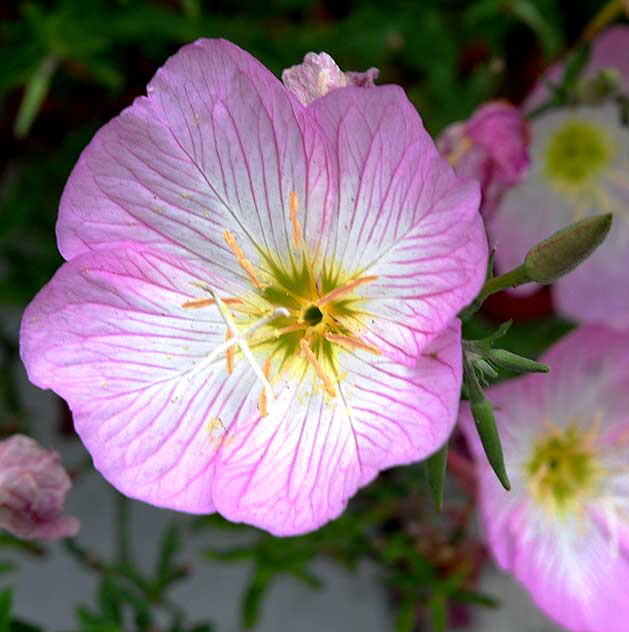 Pink blossoms, sidewalk in Beverly Hills