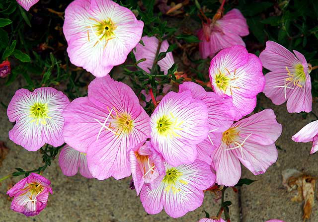 Pink blossoms, sidewalk in Beverly Hills