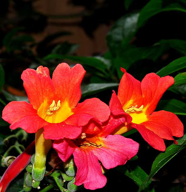 Trumpet Vine  Campsis radicans