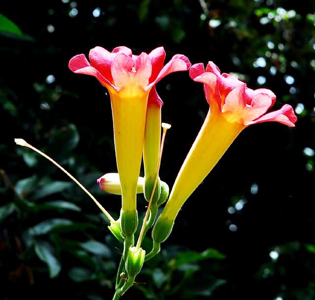 Trumpet Vine  Campsis radicans