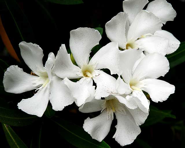 Nerium oleander, of the dogbane family Apocynaceae, and the only species currently classified in the genus Nerium 