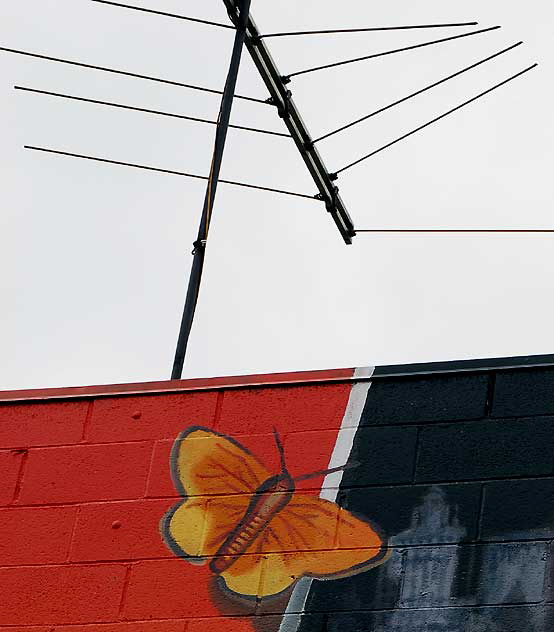 Wall Moth, parking lot off Selma Avenue, Hollywood