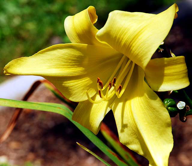 Common Daylily 