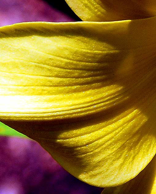 Common Daylily 
