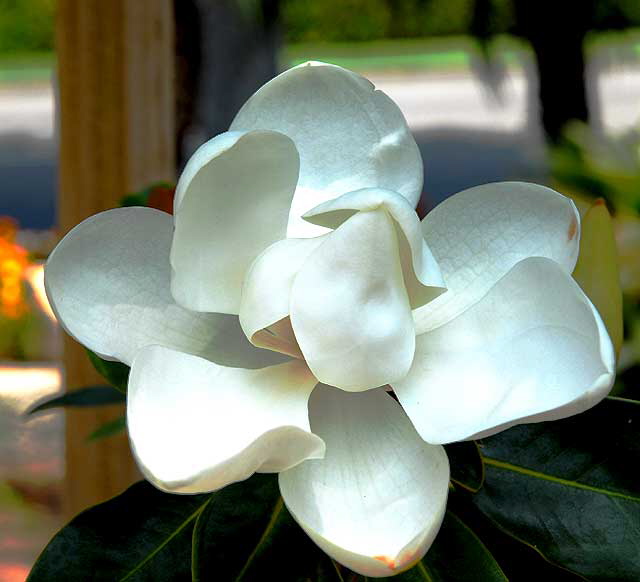 Magnolia grandiflora