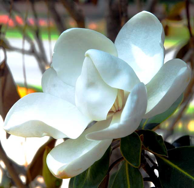 Magnolia grandiflora