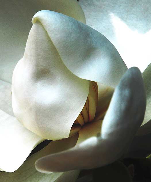 Magnolia grandiflora