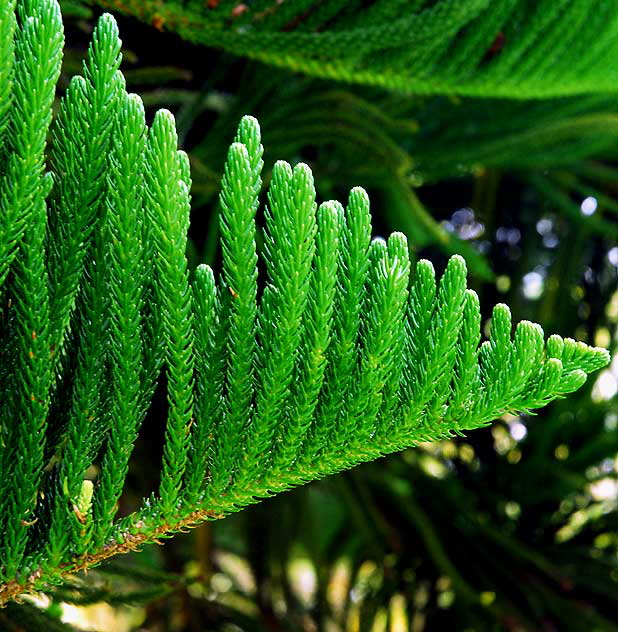 Norfolk Island Pine