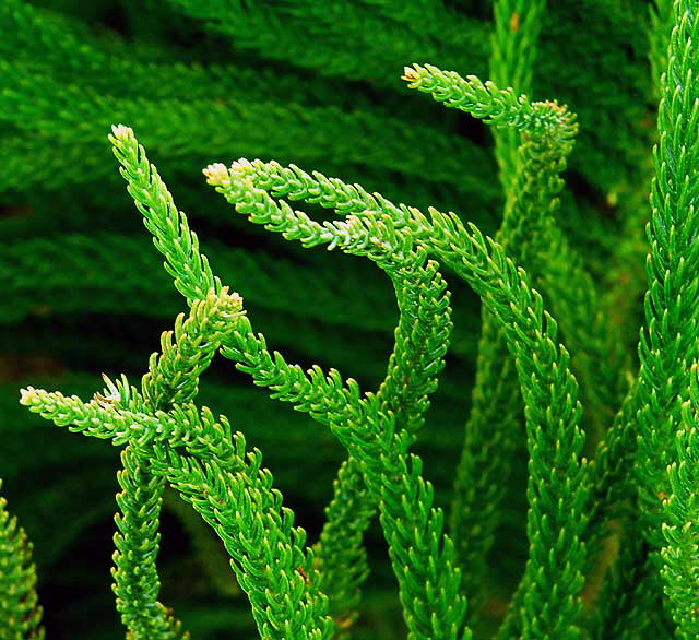 Norfolk Island Pine