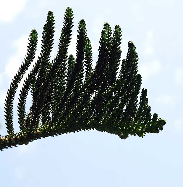 Norfolk Island Pine