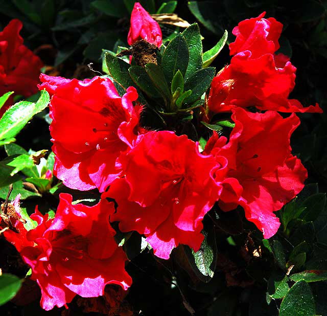 Azalea