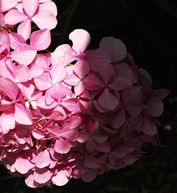 Hydrangea