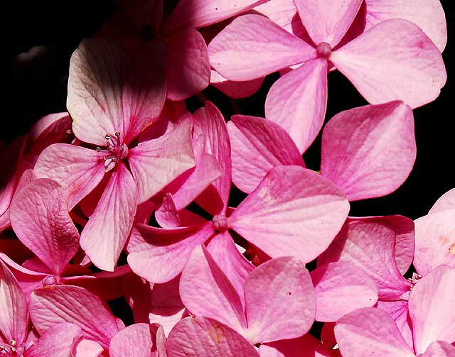 Hydrangea