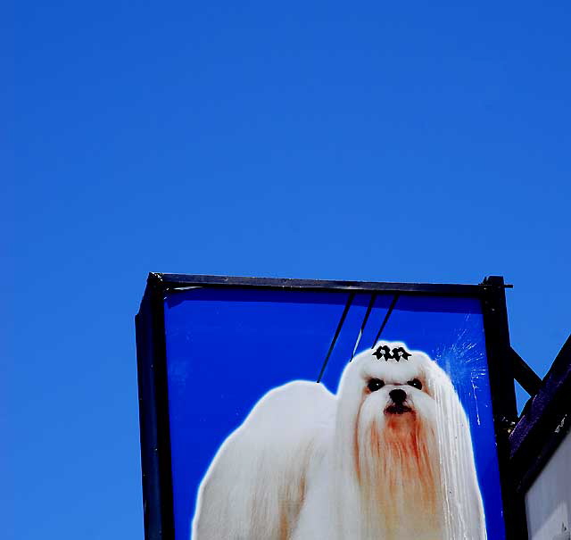 Mung Puppy Store, First and Western, in Los Angeles' Koreatown