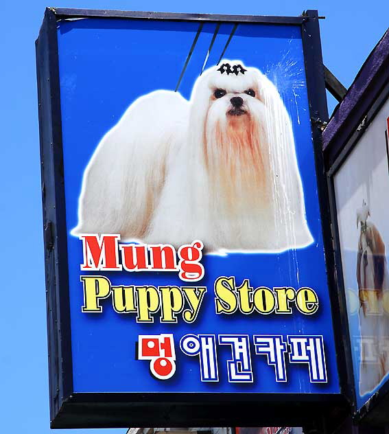 Mung Puppy Store, First and Western, in Los Angeles' Koreatown