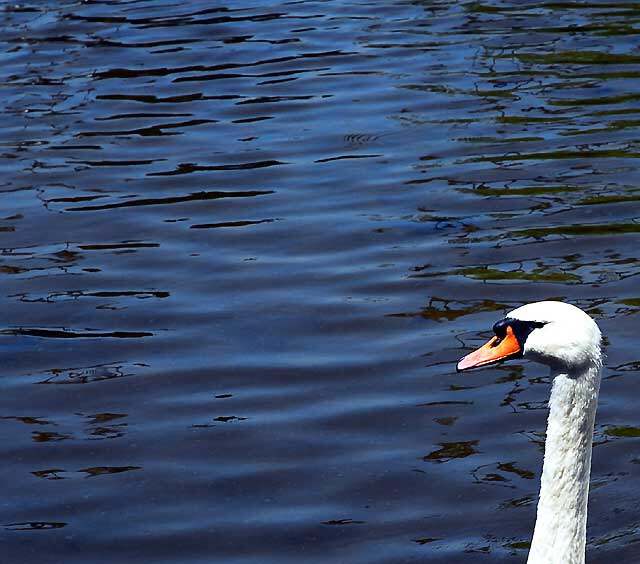 At the lake at the Hollywood Forever Cemetery, Santa Monica Boulevard, Hollywood